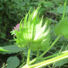 Cotton flower bud closed