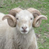 White sheep with curly horns