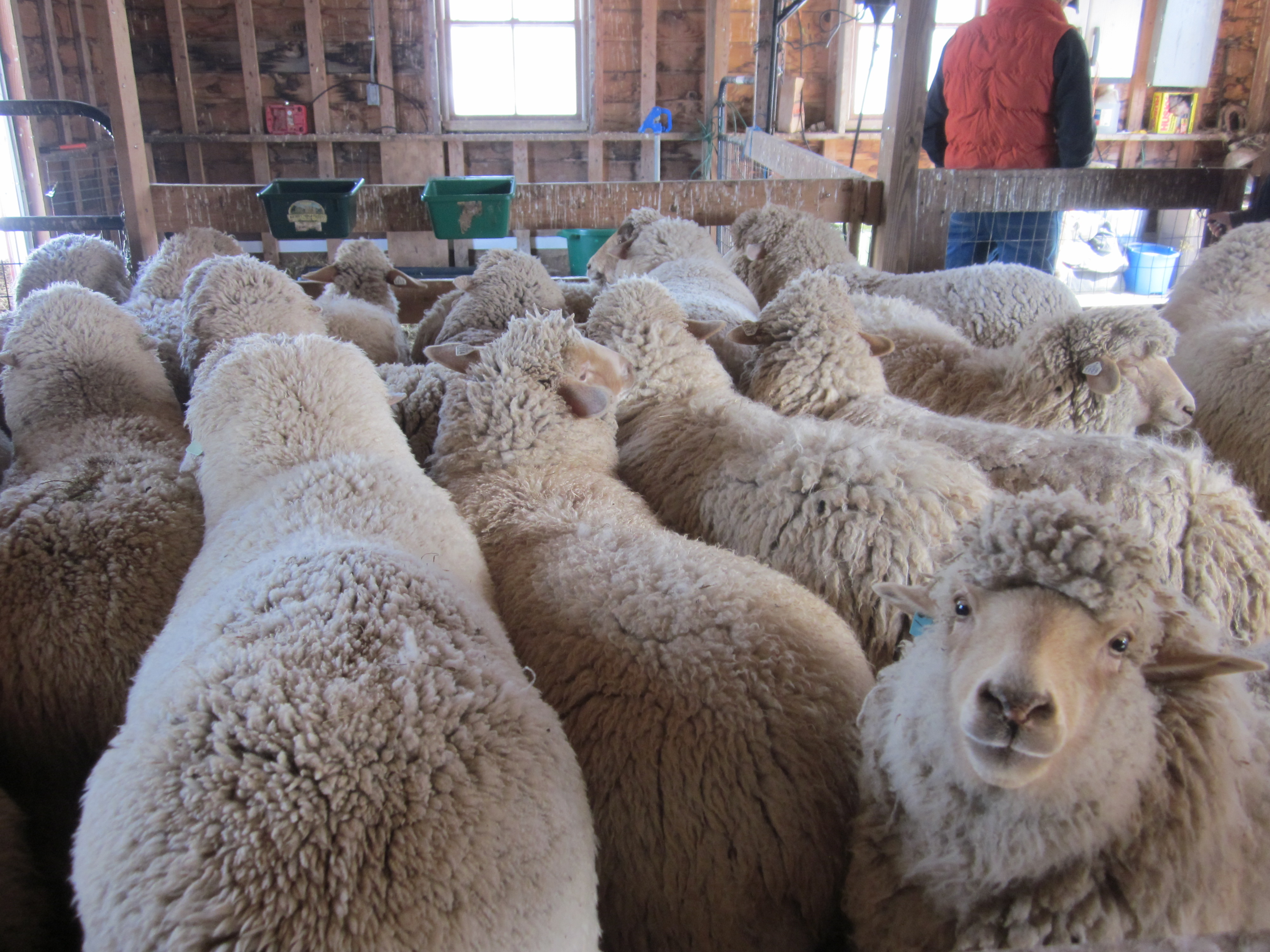 sheep-shearing-hudson-valley-fiber-arts-network-blog